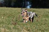 BERGER AUSTRALIEN PUPPIES 715